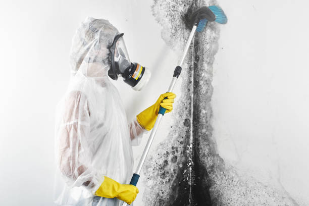 Best Black Mold Removal  in Freeman, SD