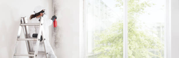 Best Environmental Consulting for Mold Prevention  in Freeman, SD